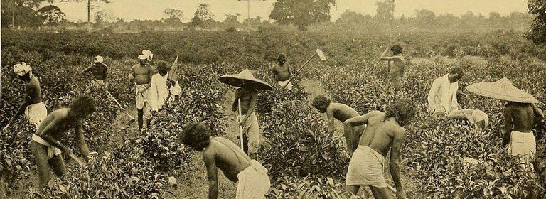 black and white photo of laborers harvesting tea