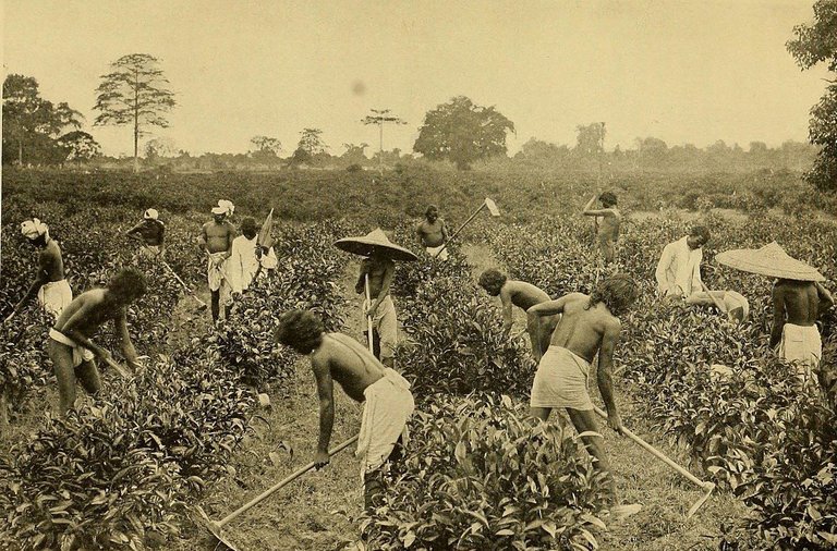 black and white photo of laborers harvesting tea