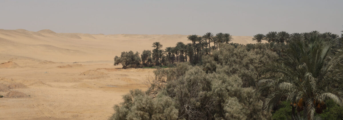 where the desert meets the forest