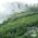 Tea Plantation, Darjeeling, India