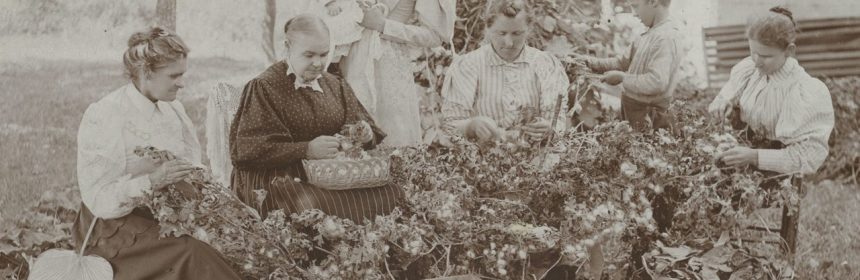 A black-and-white image of a group of women gathered around a pile of foliage.